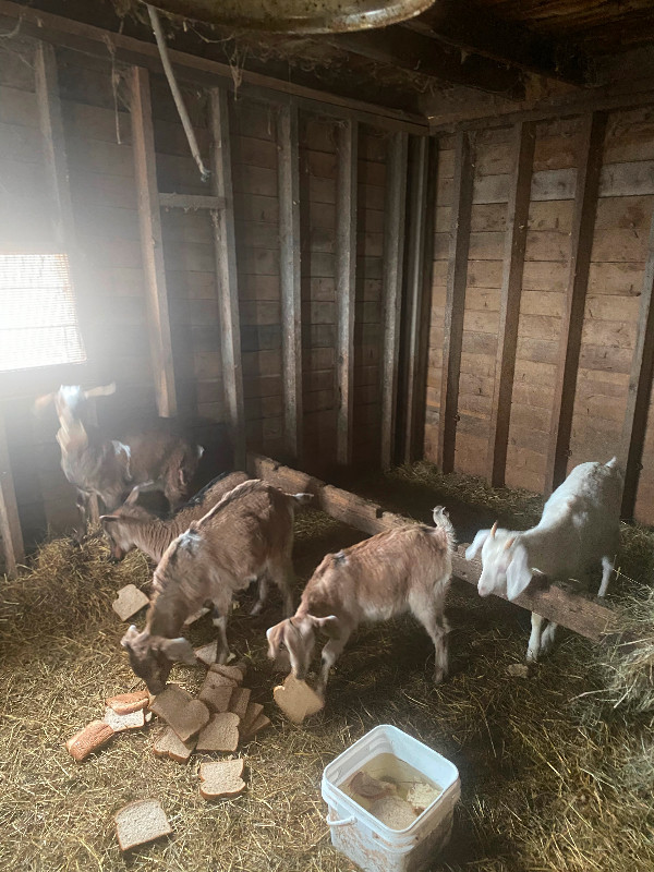 Baby goats in Livestock in City of Halifax