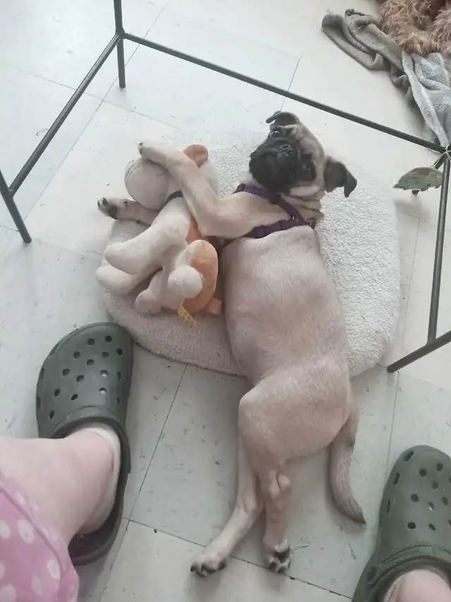 pet sitter needed533465444061040641
