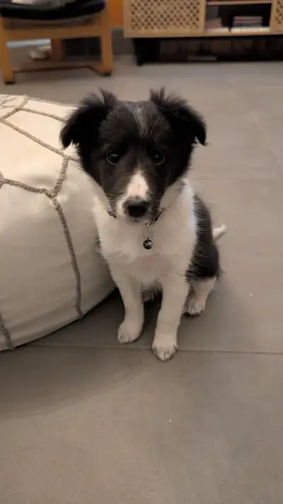 Shetland Sheepdog - Berger de Shetland, View more