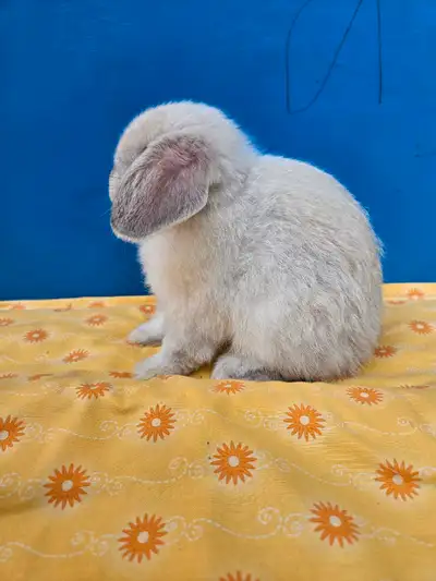 Young Holland Lops for Sale, View more