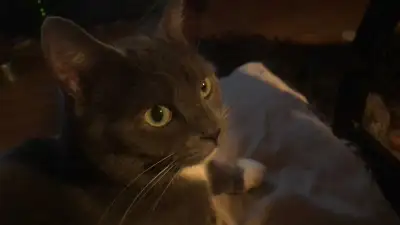 looking for a good home , View more