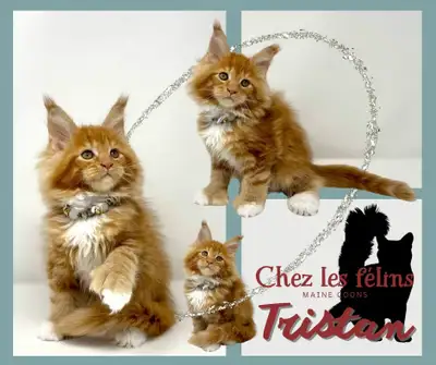 Nous vous remercions pour l’intérêt que vous portez pour nos chatons Voici quelques informations gén...