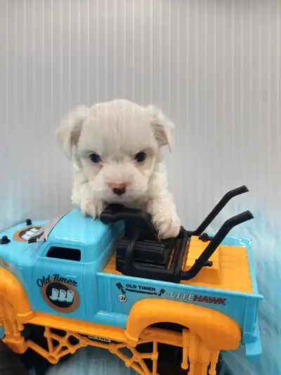 Call 587 322 5448 Tiny little chimalties Mom is a 4.5 pound chihuahua Dad is a magnificent 5 pound m...