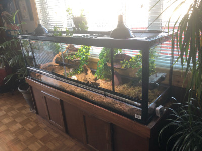  Reptile cage, and stand