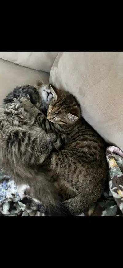 two sister kittens to rehome, View more