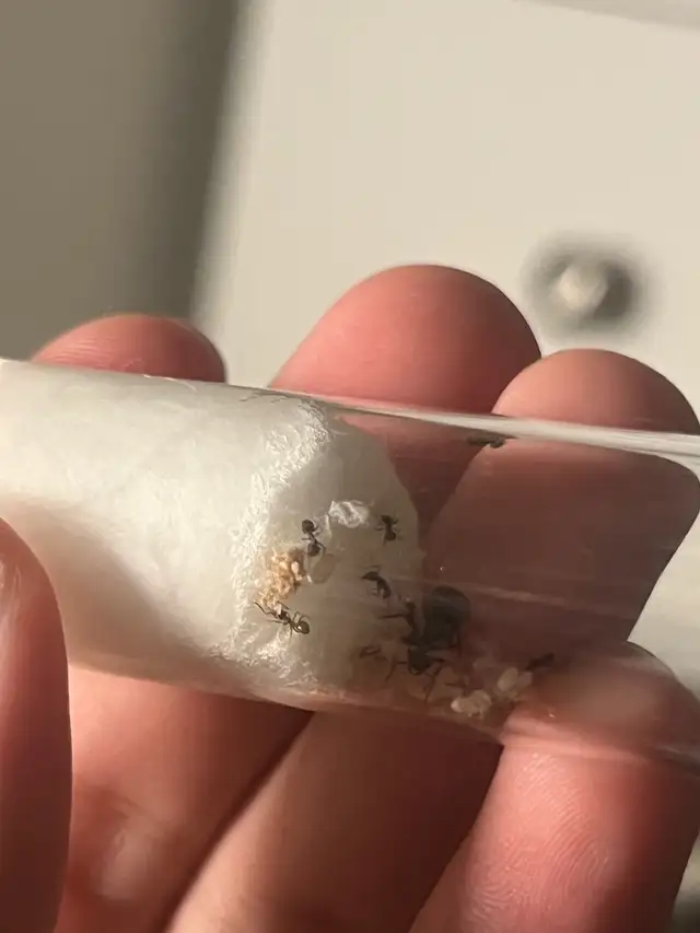 Formica Ant Colony with Workers – Vancouver in Small Animals for Rehoming in Richmond - Image 3