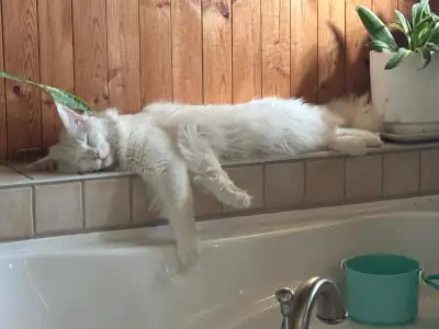 Chaton main coon née le 24 février Pas vacciné 1500$ Disponible des maintenant