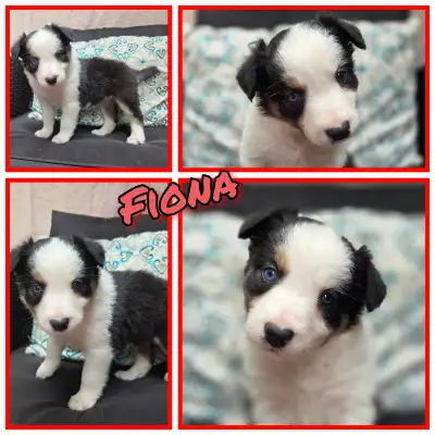 Border Collie pups, View more