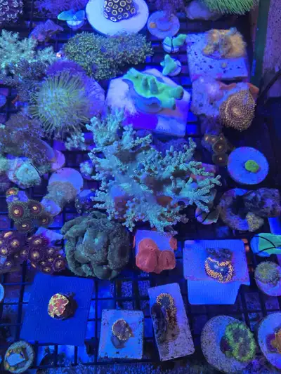 corals,  corails,  coraux , View more