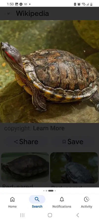 turtles wanted, View more