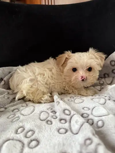 yorkie babies, View more