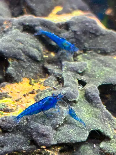 Blue Shrimp, View more