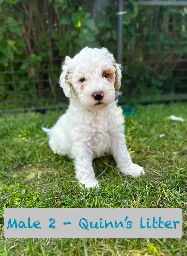 Aussie-Sheepadoodle puppies in Dogs & Puppies for Rehoming in Calgary - Image 4