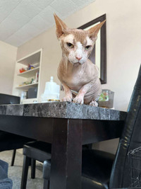 Sphynx looking for a new home