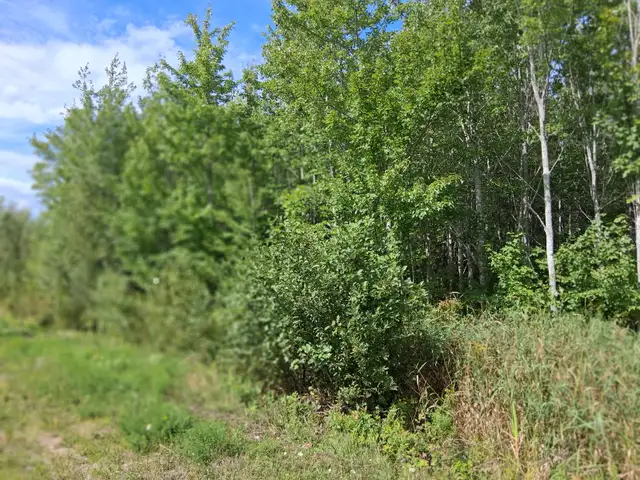 Beautiful wooded acreage for sale