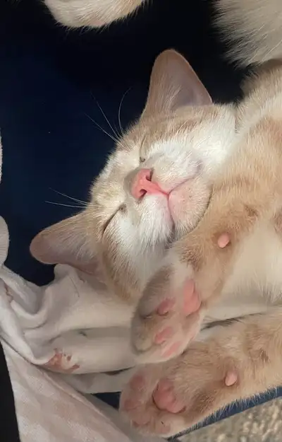 operated and vaccinated male kitten, View more