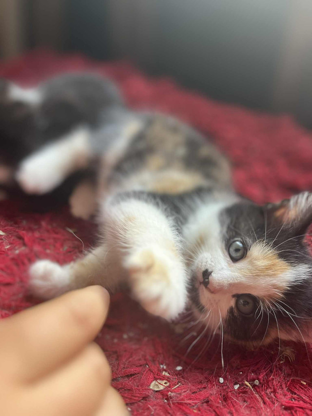 Reste 3 sur 7 chatons a vendre 25$ chacun dans Chats et chatons à adopter  à Victoriaville - Image 2
