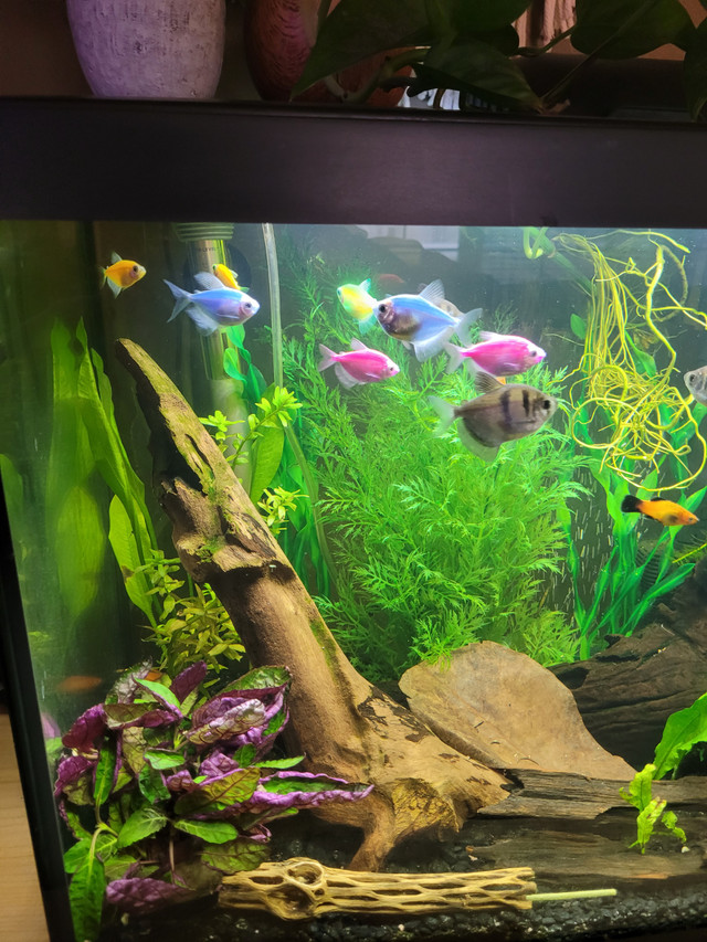 Neon and black lace tetras in Fish for Rehoming in Windsor Region - Image 2
