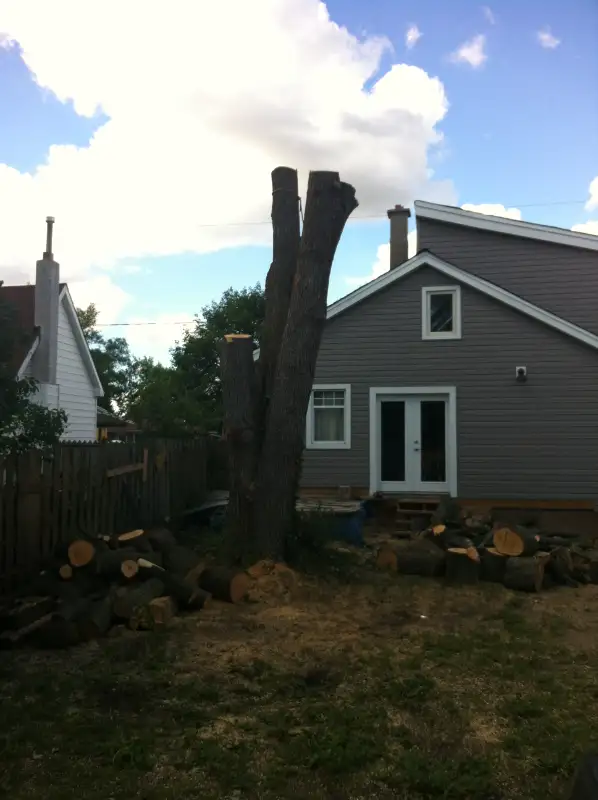 $SPECIALS$ DISCOUNTS FREE QUOTES FULLY INSURED AtoZ VIKING TREE in Lawn, Tree Maintenance & Eavestrough in Kingston - Image 7