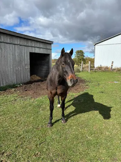 Quarter Horse, View more