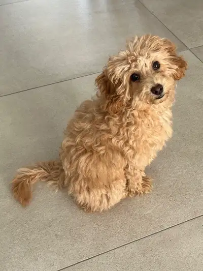 Beautiful Female Maltipoo to Rehome, View more