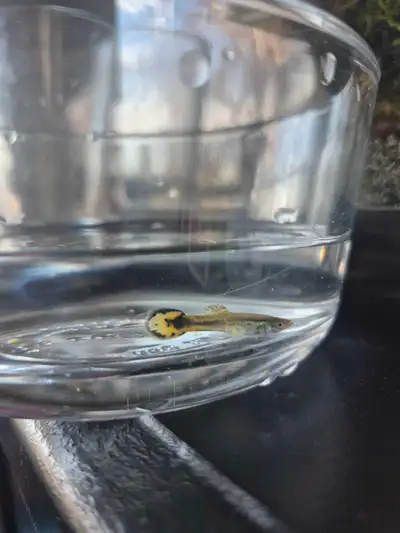 guppie fish, View more