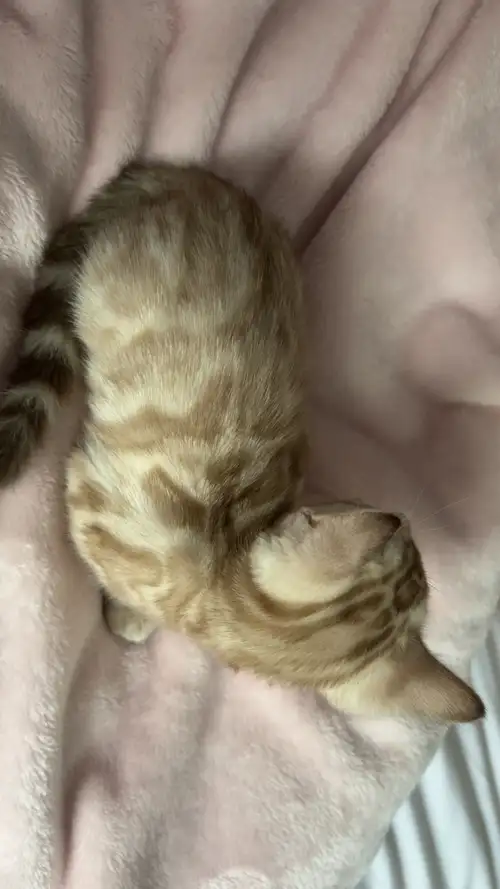 Bonjour à tous les passionnés des Bengals! IL RESTE UNE MAGNIFIQUE FEMELLE ! Nous sommes une petite...