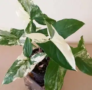 Variegated plants syngonium ( plantes et wetstick), View more