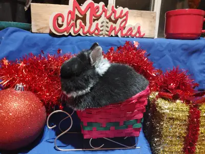 Exceptional, super friendly, adorable purebred Netherland dwarf, View more