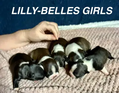 Waitlist for Beautiful Purebred Boston Terrier Babies, View more