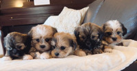 Adorable Shitzu/Yorkie puppies