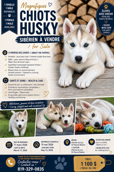 Siberian Husky puppies (one male and one female left), View more