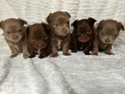 ***Adorable Long Coat Chihuahua Puppies***, View more