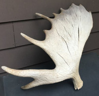 A Great Wall Piece! Moose Shed Antler