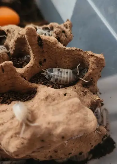 Lots of cute dairy cow isopods available! 10pk for $10 15pk for $15 25k for $25 Pickup preferred but...