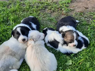 chiots border collie males et femelles, View more