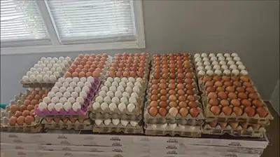 eggs for sale , View more