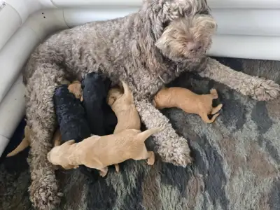 Bunny is expecting her next litter of beautiful medium Double Doodles, arriving mid-February and rea...