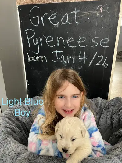 Pure Bred Great Pyrenees Puppies, View more