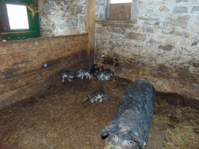 Mangalista Piglets For Sale in Livestock in Belleville - Image 2