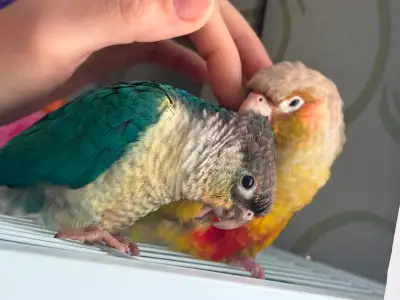 We are rehoming a young pair of conures: Pineapple female – 1 year and 3 months old Turquoise male –...