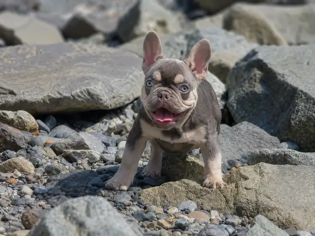 Rare CKC  French Bulldogs in Dogs & Puppies for Rehoming in North Shore - Image 11