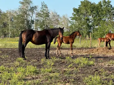Horse for Sale, View more