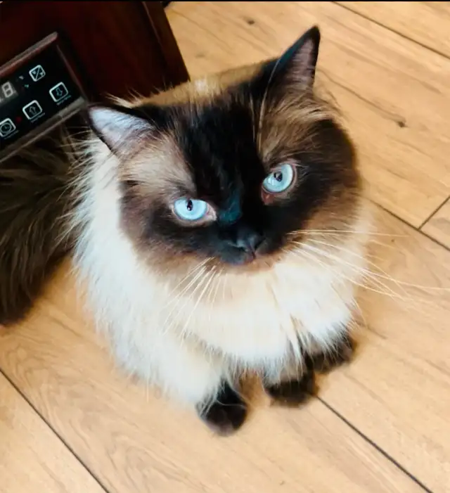 ✨LOVECATS TICA reg. Cattery