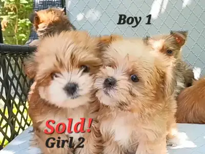 Super Tiny Maltipom X Mini Yorkie Puppies!, View more