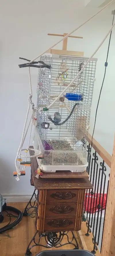 inséparable avec cage vision et nourriture , View more