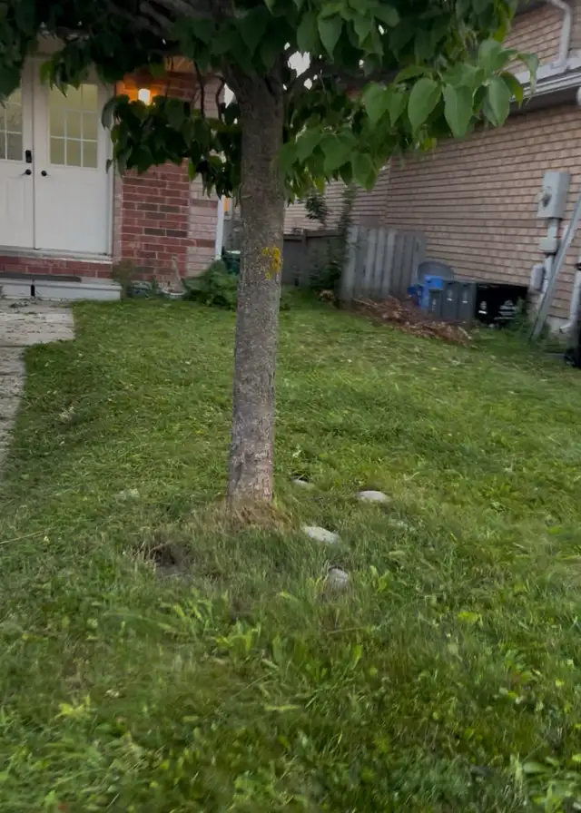 lawnmowing service548862838398658561