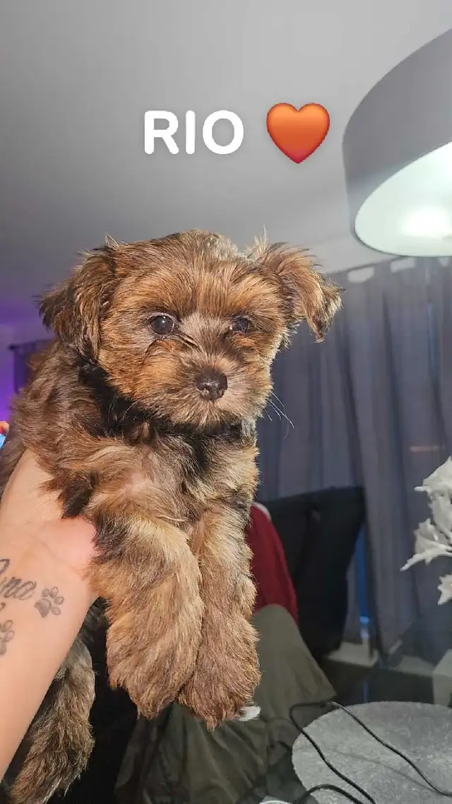 3 yorkshire male a vendre in Dogs & Puppies for Rehoming in Longueuil / South Shore - Image 5