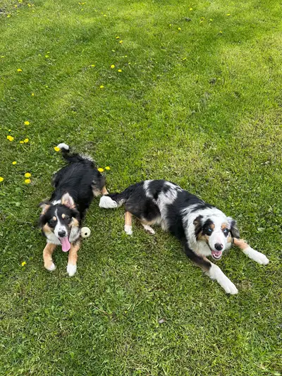 Australian Shepherd, View more