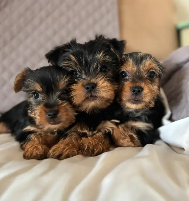 Yorkie puppies in Dogs & Puppies for Rehoming in Fredericton - Image 4